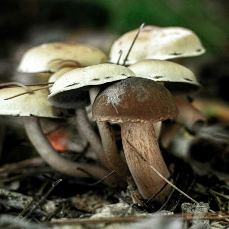 psilocybin mushroom | Get Magic Mushrooms Canada