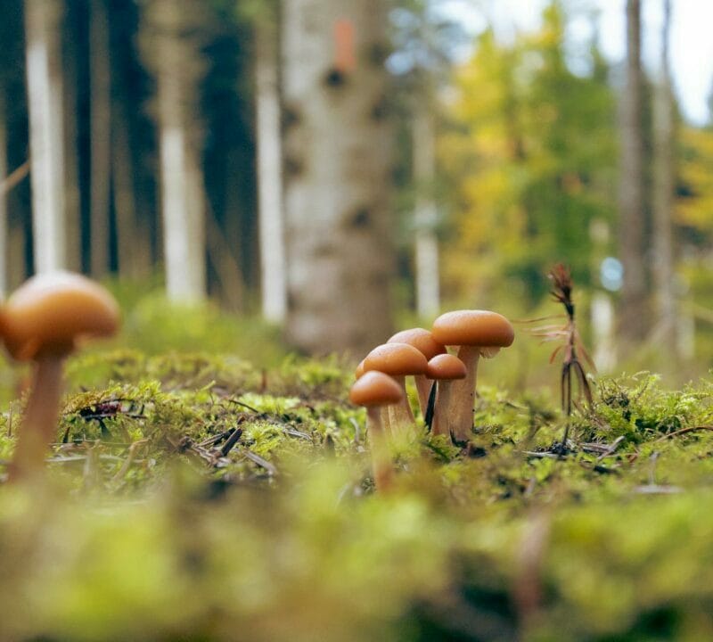 Magic Mushroom Dispensary | Get Magic Mushrooms Canada