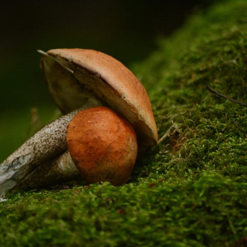 Mushroom Dispensary Vancouver | Get Magic Mushrooms Canada