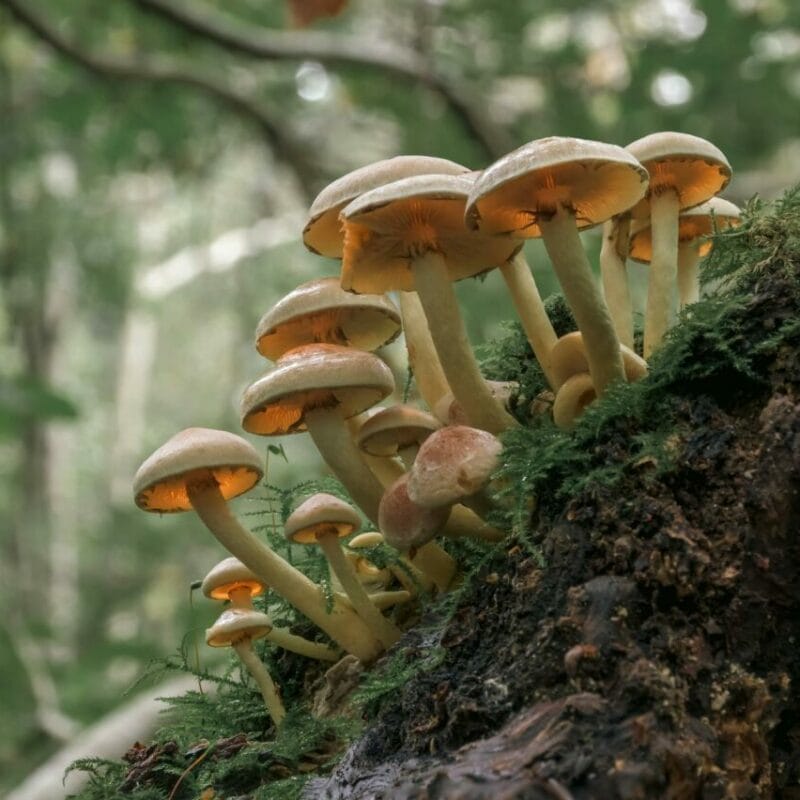 Shrooms online | Get Magic Mushrooms Canada