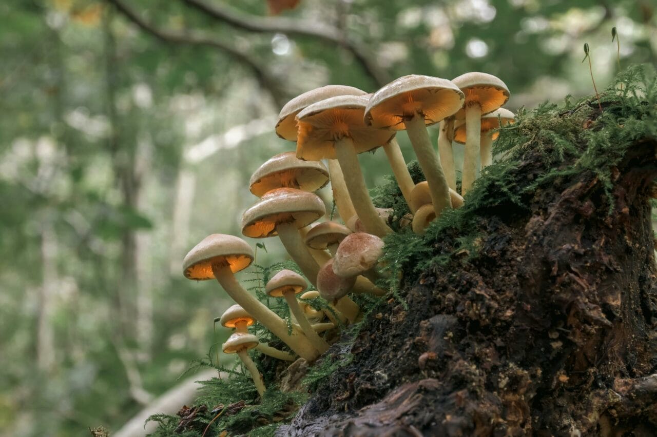 The Role of Psilocybin in Magic Mushrooms Enhancing Sexual Performance and Pleasure