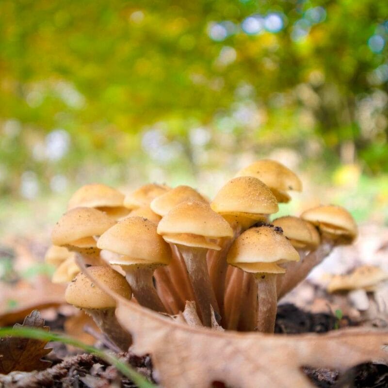 Shrooms Canada | Get Magic Mushrooms Canada