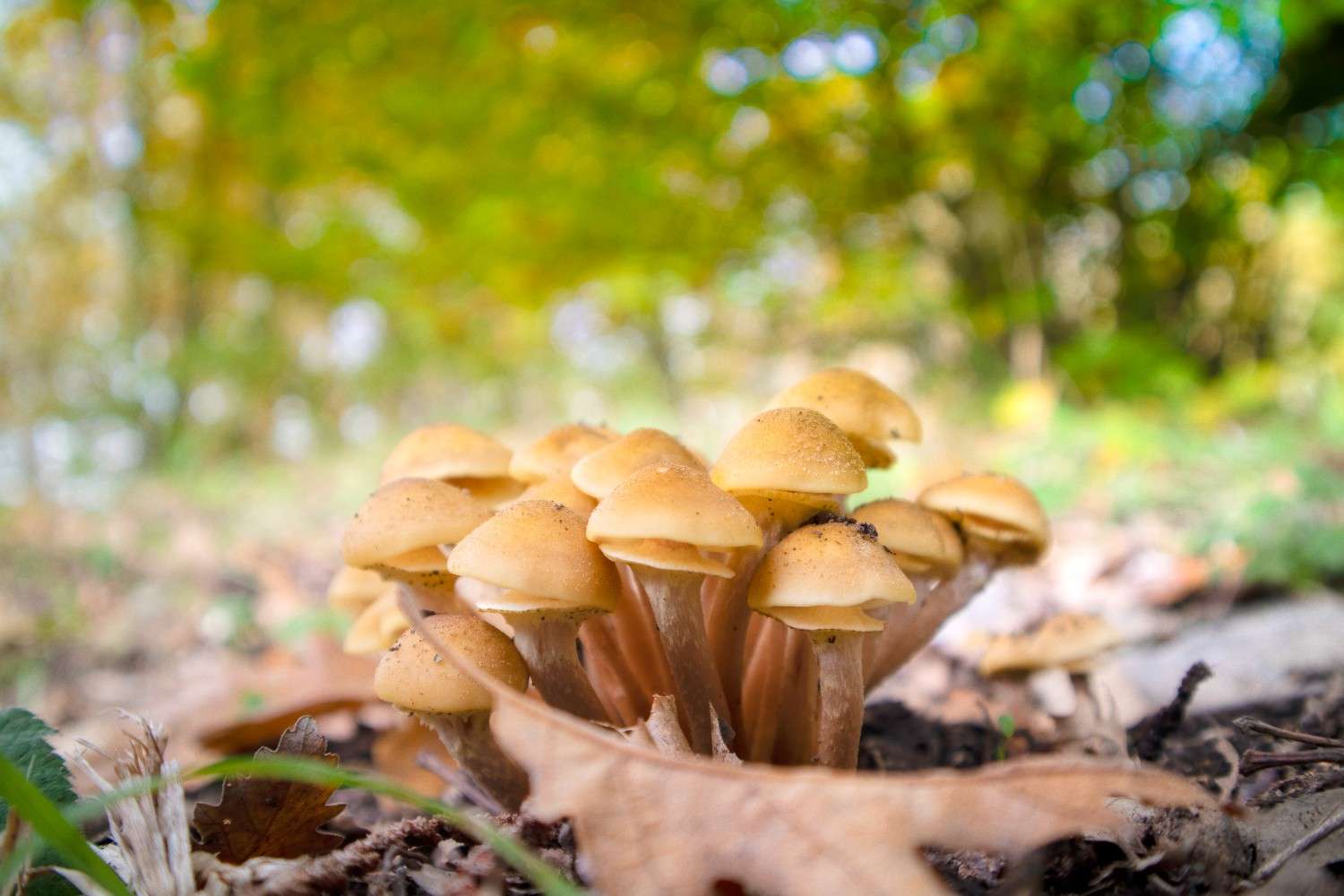 The Emergence of Psilocybin Mushrooms Beyond Canada – The Global Phenomenon of Microdosing