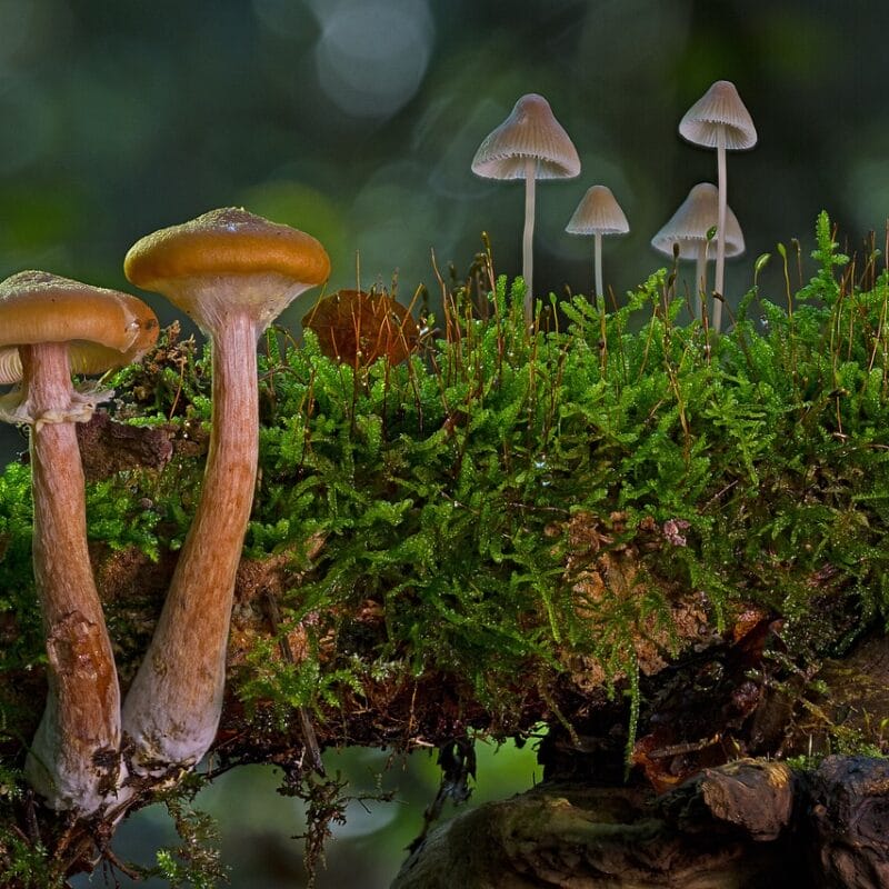 magic mushroom in Canada | Get Magic Mushrooms Canada