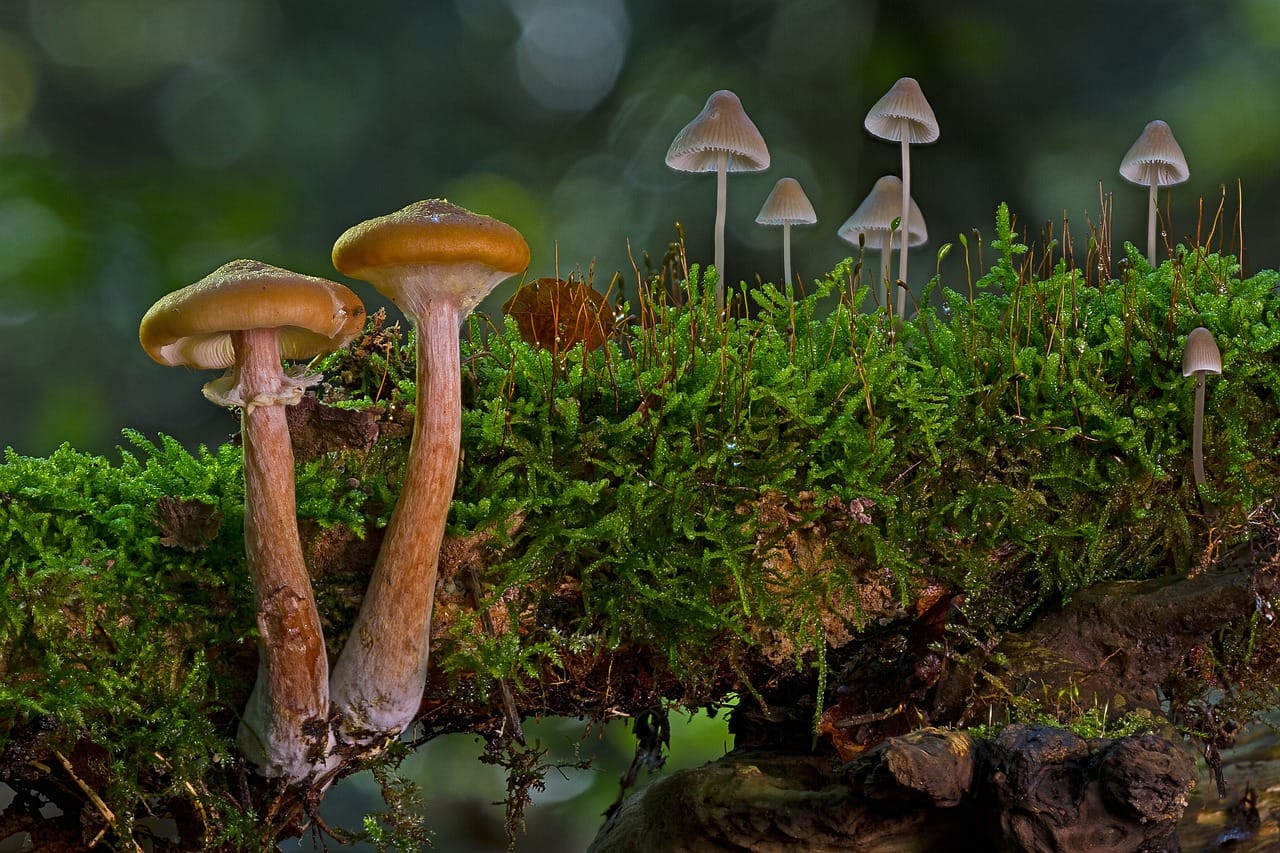 A Majority of Canadians, 80%, Advocate for the Use of Psychedelic Mushrooms to Alleviate Existential Anxiety