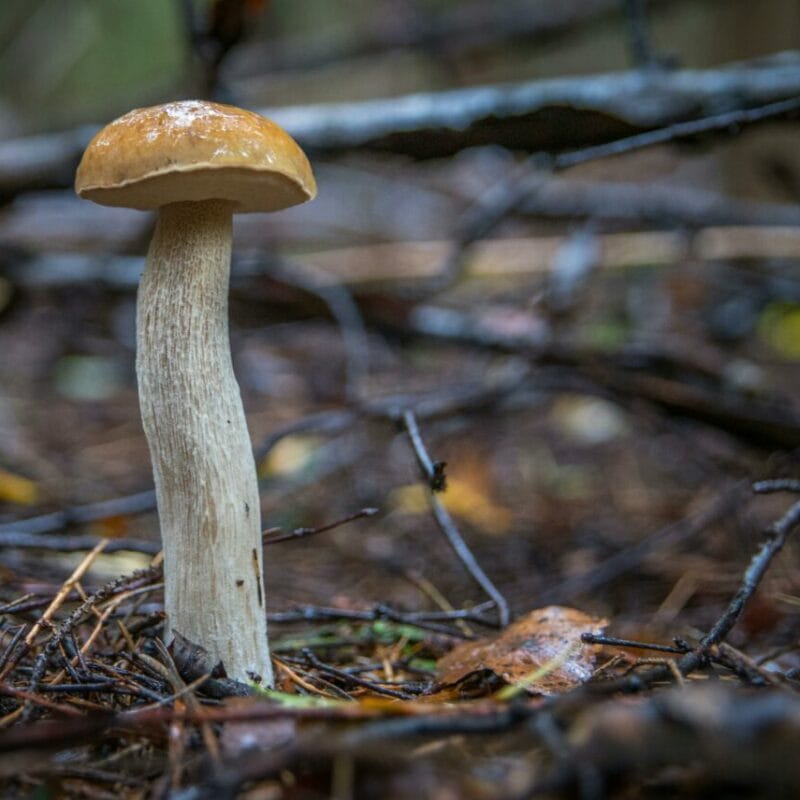 Shrooms online | Get Magic Mushrooms Canada