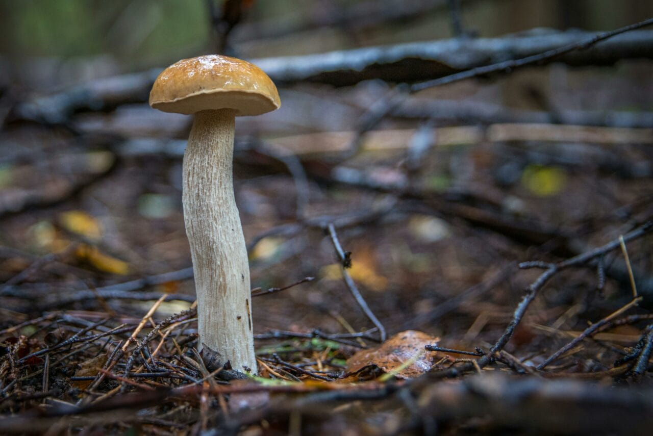 Recent Studies on Psychedelic Mushrooms Indicate that Prolonged Brain Alterations Could Benefit Mental Well-being