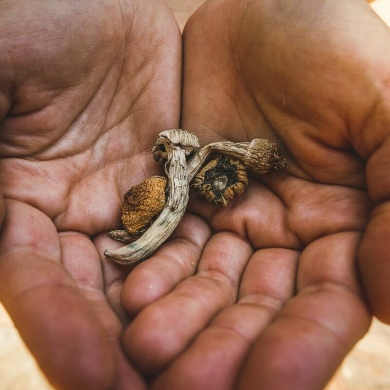 dried shrooms | Get Magic Mushrooms Canada