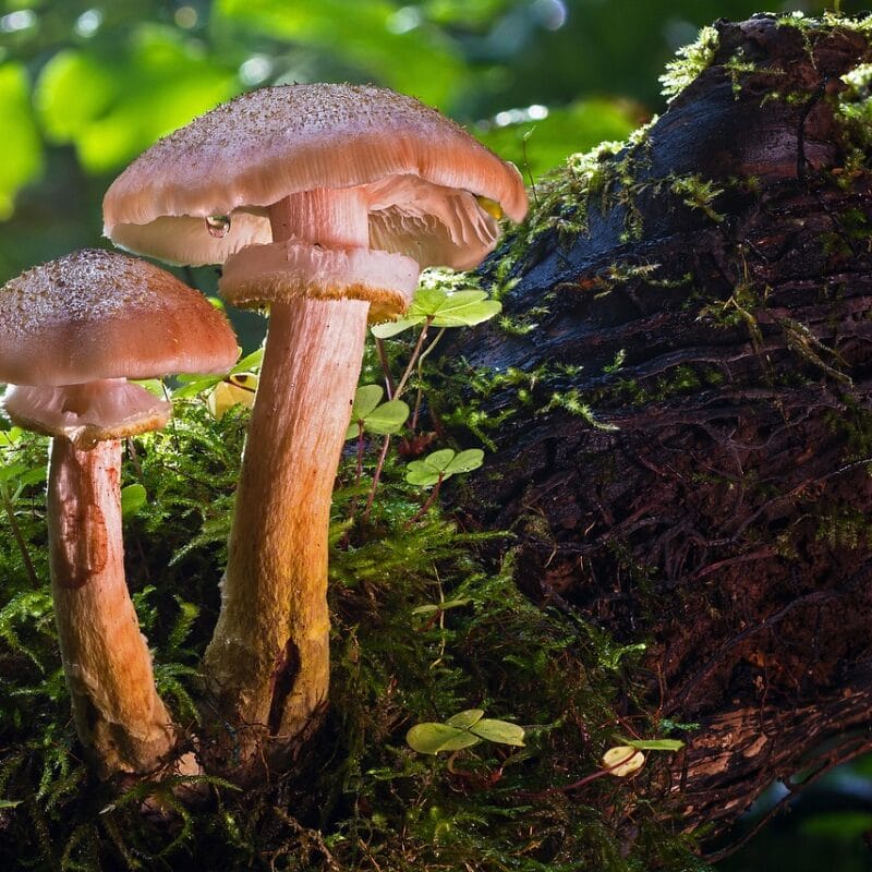 magic mushroom delivery | Get Magic Mushrooms Canada