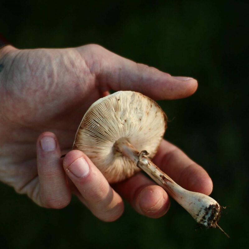 Shrooms | Get Magic Mushrooms Canada