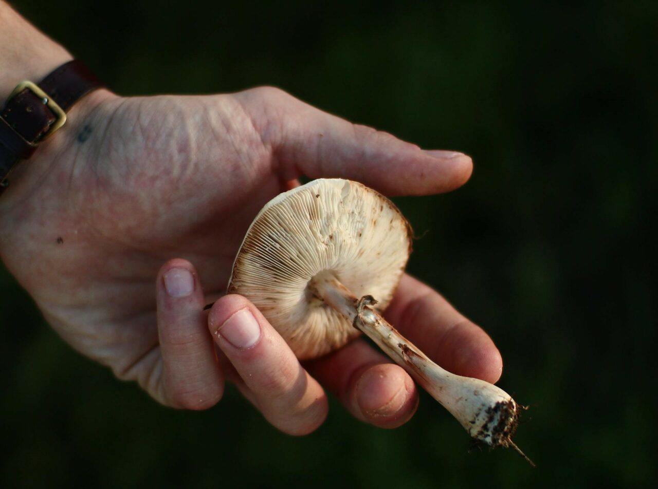 An Investigation into the Pharmacokinetics of Psilocybin Mushrooms