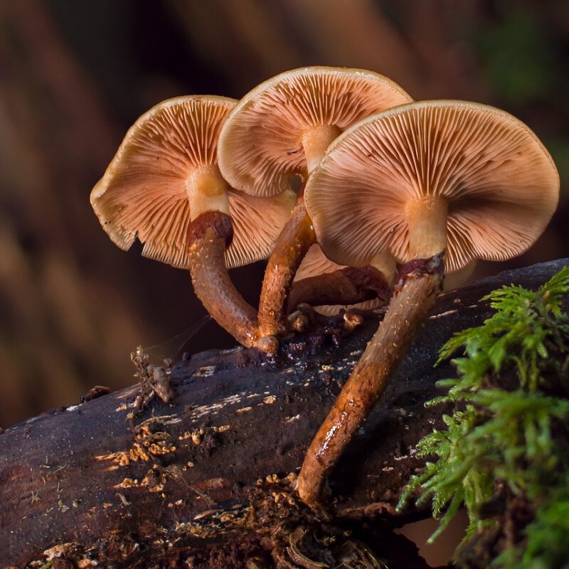 alacabenzi strain | Get Magic Mushrooms Canada