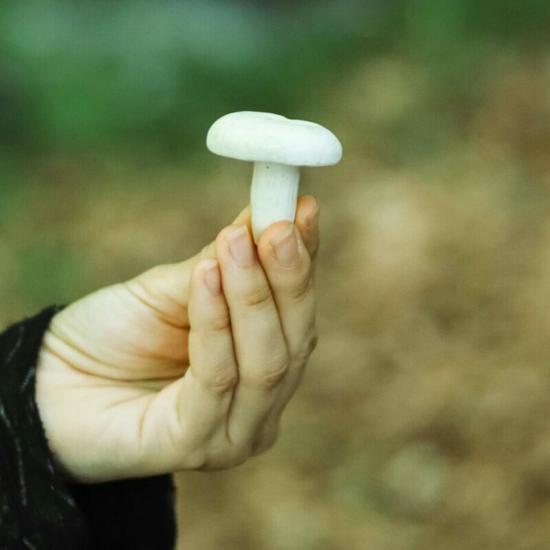 shrooms online in Canada | Get Magic Mushrooms Canada