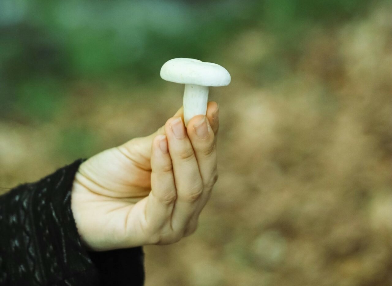 Delve into Five Mushroom Classes for Every Psychedelic Aficionado