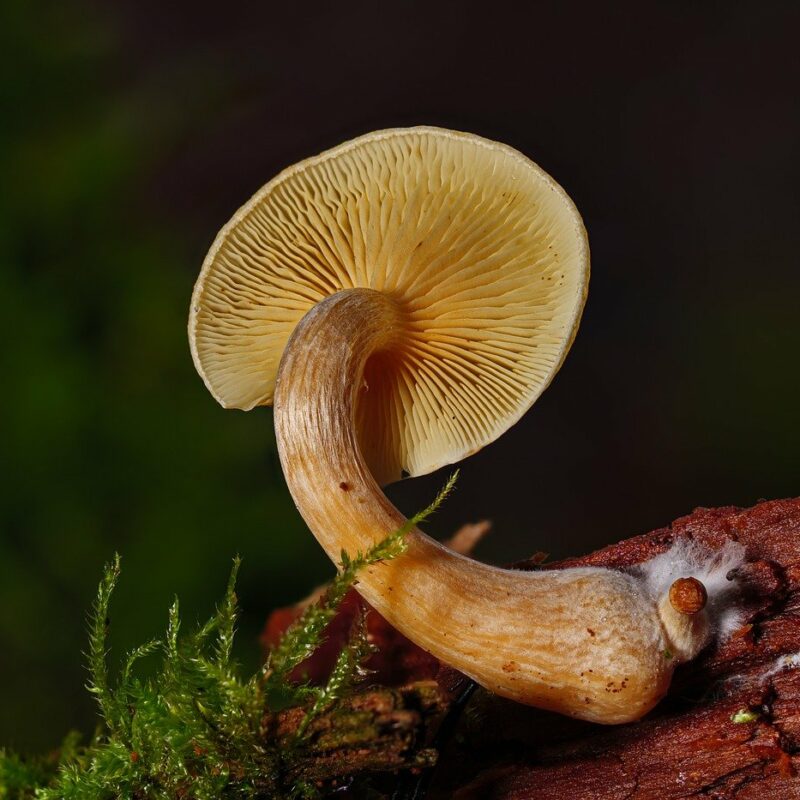 Alacabenzi Strain | Get Magic Mushrooms Canada