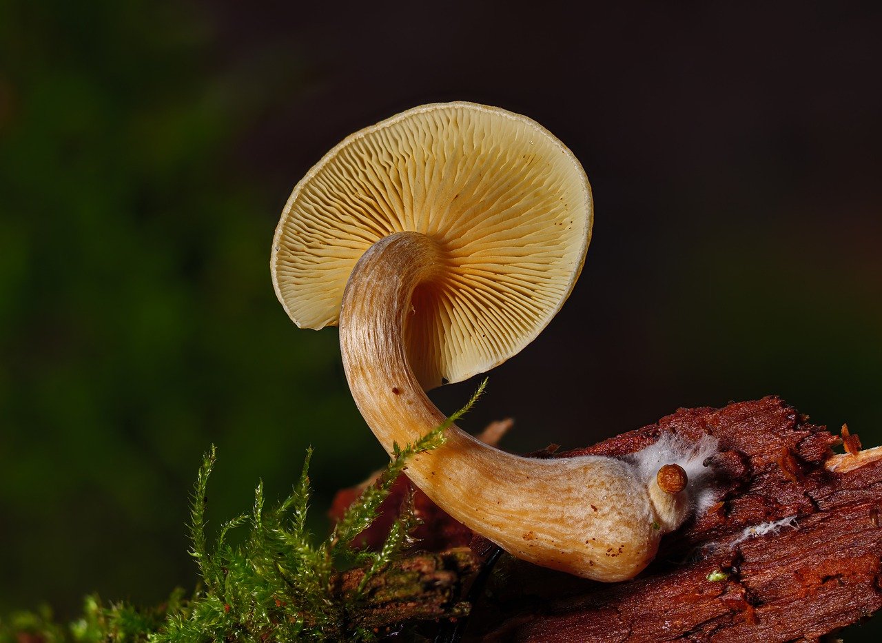Introduction to Alacabenzi Strain – Essential Information Every User Should Understand Prior to Their Initial Dose