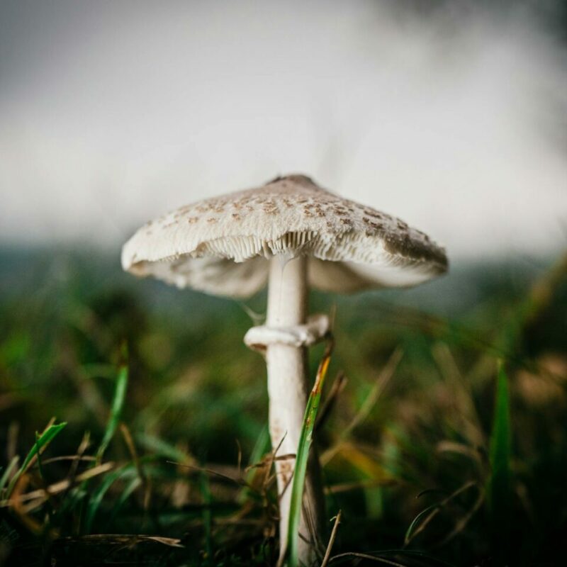 White Monster | Get Magic Mushrooms Canada