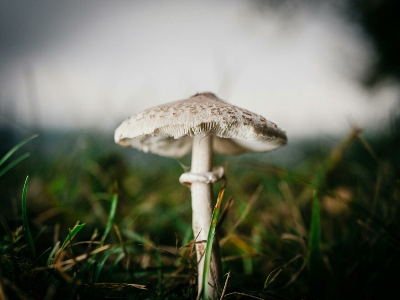 What are the Best Combinations with White Monster Magic Mushrooms for an Optimal Experience?