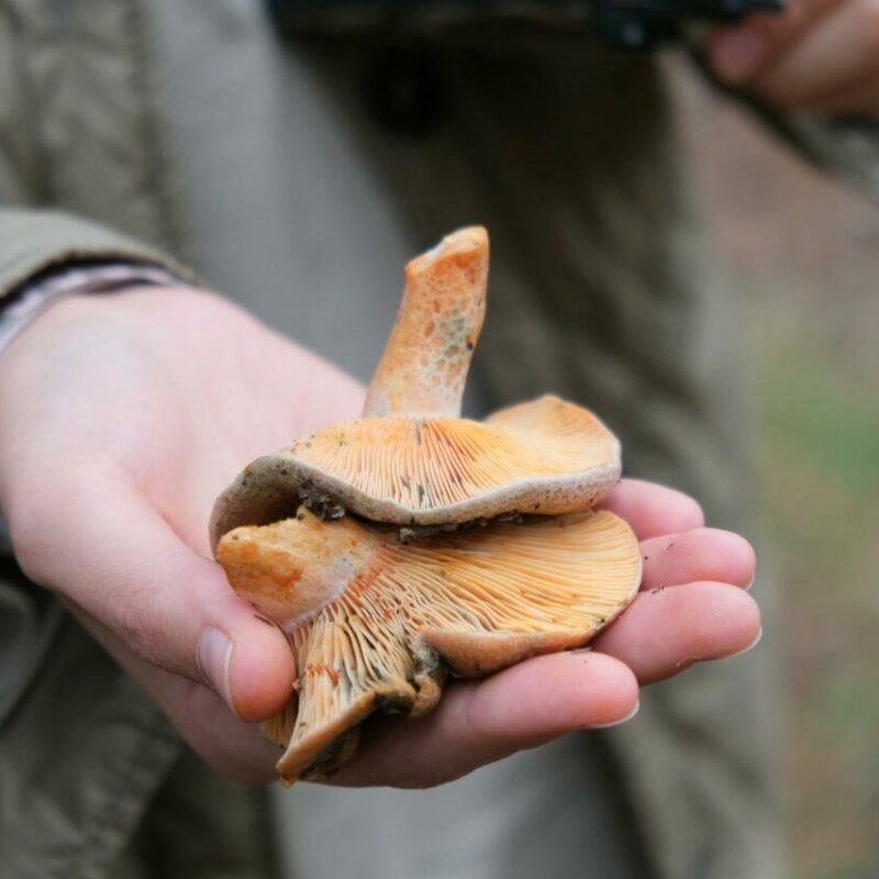 Apex Strain | Get Magic Mushrooms Canada