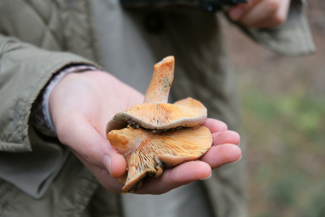 The Reasons Why Apex Strain Mushroom Will Remain a Permanent Fixture in My Self-Care Regimen