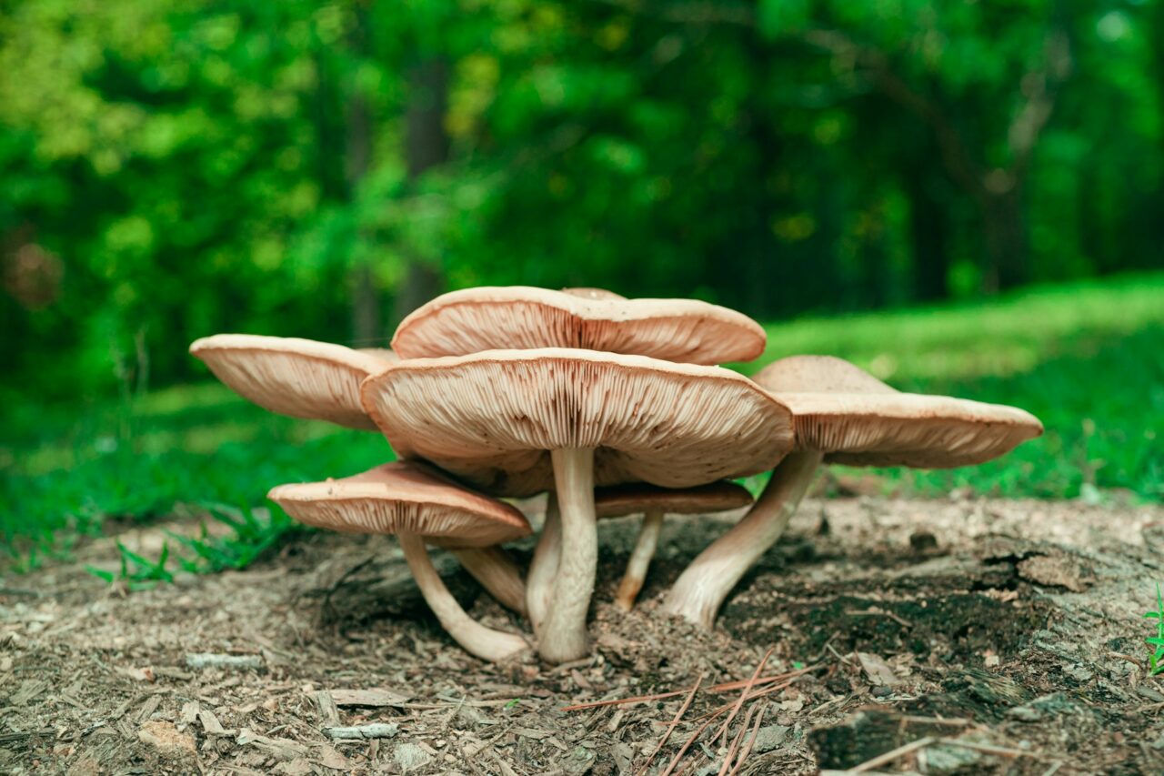 Experienced the Big Daddy Mushroom during a Hike—Highly Recommend, a Perfect 10/10 Experience