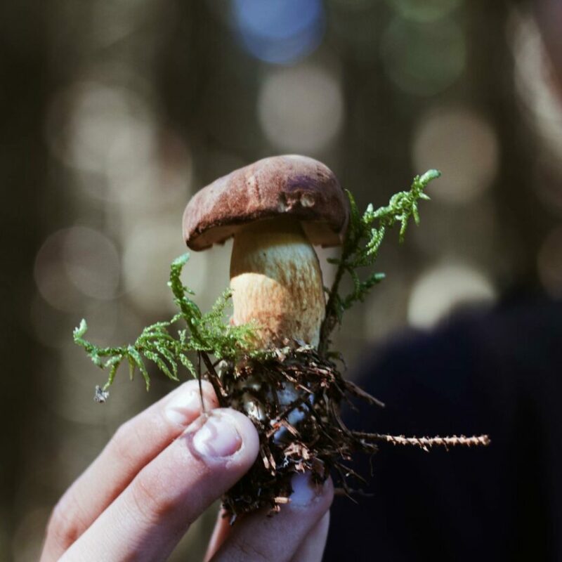 Buy Shrooms | Get Magic Mushrooms Canada