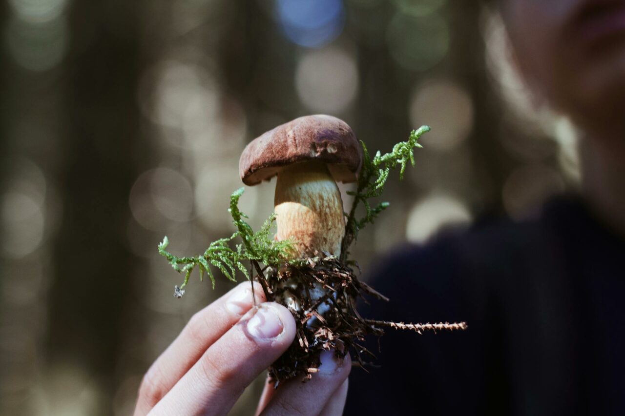 Are You Considering Purchasing Shrooms Online? A Retiree Reflects on Wishing He Had Used Psilocybin 45 Years Earlier