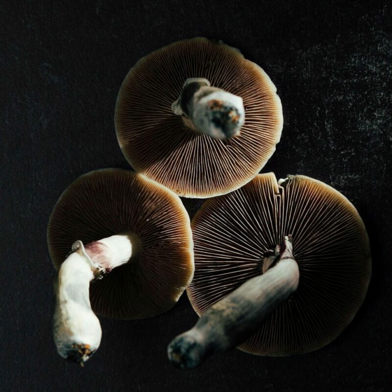 Magic Mushroom Canada | Get Magic Mushrooms Canada