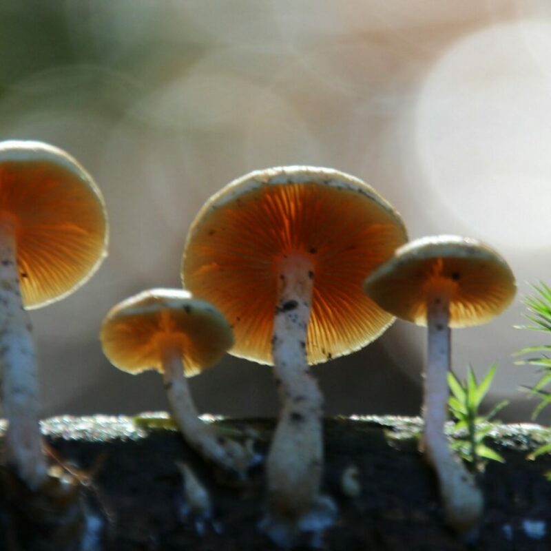 Magic Mushroom Delivery | Get Magic Mushrooms Canada