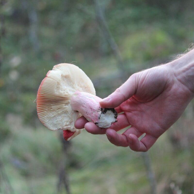 Magic Mushroom Delivery | Get Magic Mushrooms Canada