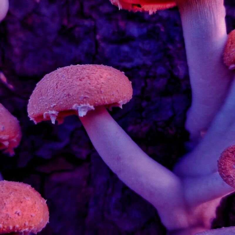 Mushroom Dispensary | Get Magic Mushrooms Canada