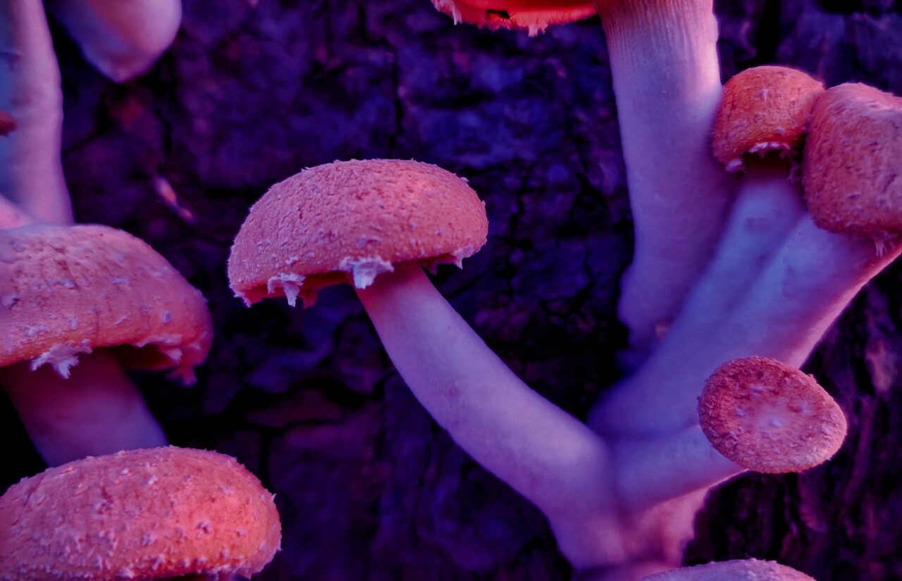 How Psilocybin from Mushroom Dispensary May Help Recondition Minds Afflicted with HIV-Related Guilt