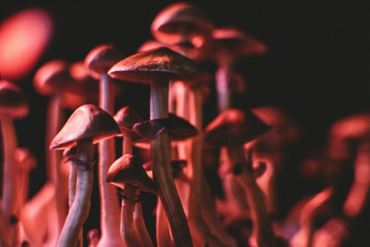 Is there a Possibility for Psilocybin Mushrooms in Canada to Rectify Serotonin Levels in Anorexia? This is What the Studies Indicate