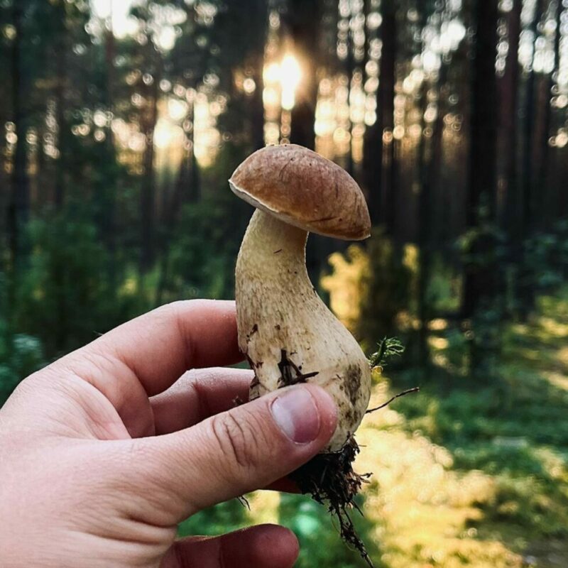 Shrooms Delivery Canada | Get Magic Mushrooms Canada