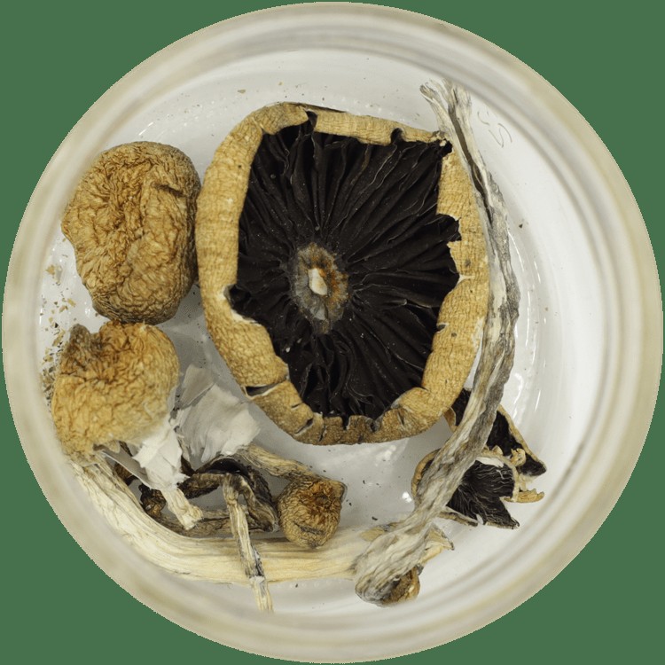 My Experience with Amazonian Mushrooms: Unshared Insights Revealed