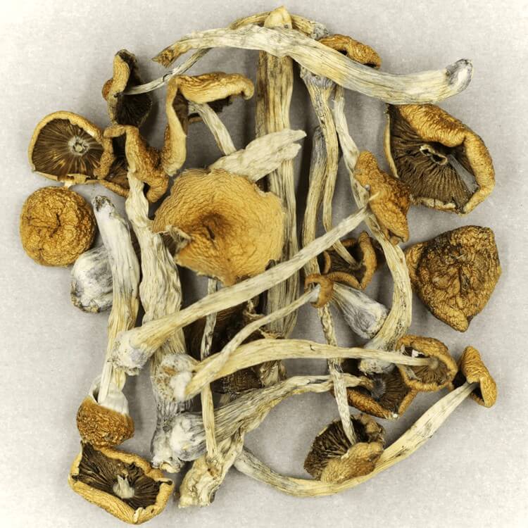 Specialists Utilize Innovative Approaches to Determine the Potency of Psilocybe Mexicana and Other Varieties for a More Secure Medical Application