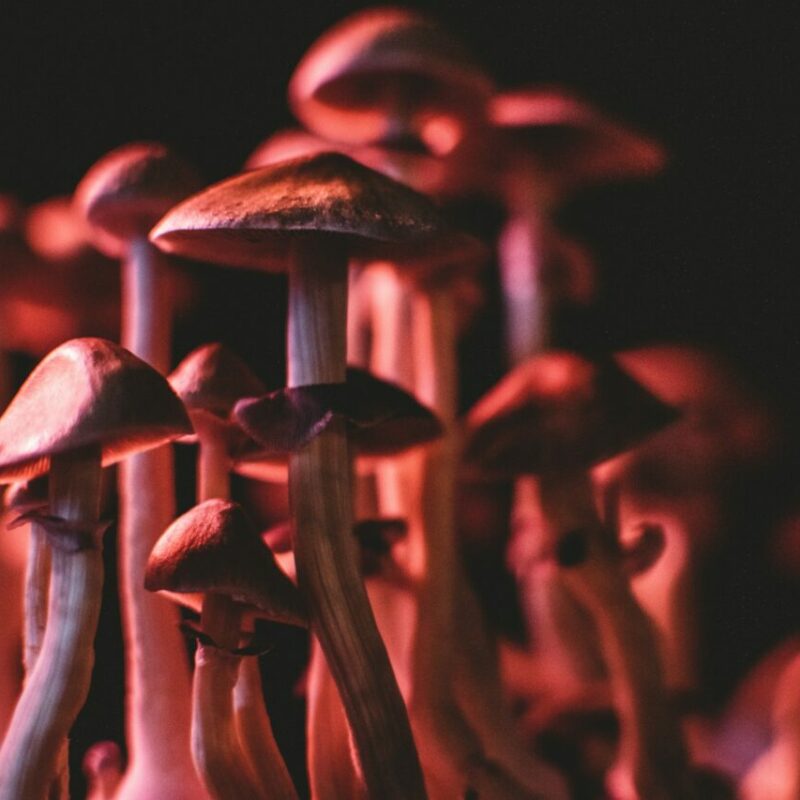  | Get Magic Mushrooms Canada